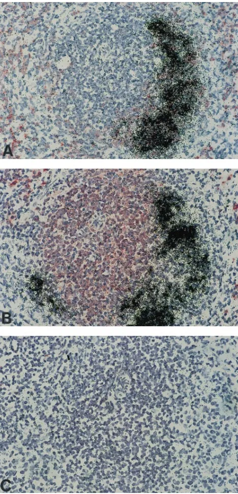 FIG. 3. Identiﬁcation of infected immune cells in spleens of acutely CVB3-infected mice (6 days p.i.)