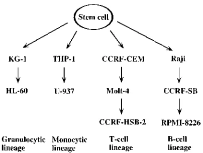 FIG. 1. Maturation and differentiation stages of hematopoietic cell lines (18,19), modiﬁed from the study by Okada et al