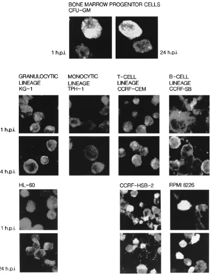 FIG. 3. Immunoﬂuorescence staining of CBV3 proteins in human CFU-GM and hematopoietic cell lines with different maturation and differentiation stagesexamined by laser-scanning microscopy