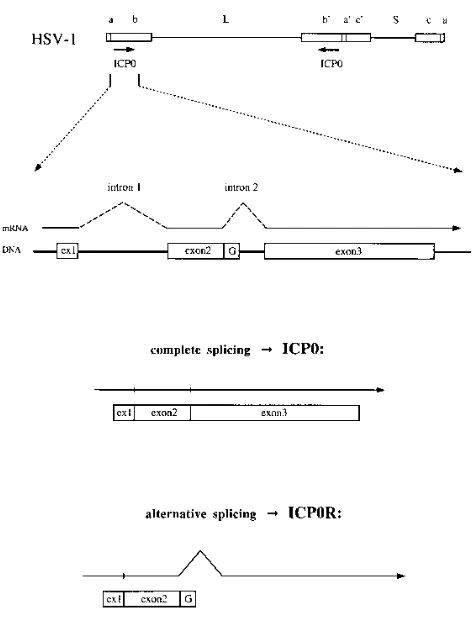 FIG. 1. Generation of the ICP0R protein through alternative splicing of theprimary mRNA transcript of the HSV-1 ICP0 gene