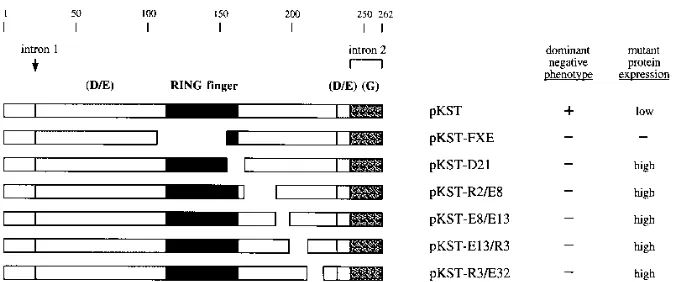 FIG. 2. Structures of linker insertion mutants of the ICP0R-expressing plasmid pKST. Features of the wild-type ICP0R polypeptide encoded by pKST that areidentiﬁed at the top include amino acid numbers, the site of intron 1 splicing, the amino acids encoded by unspliced intron 2 sequences, the RING ﬁnger motif (dark