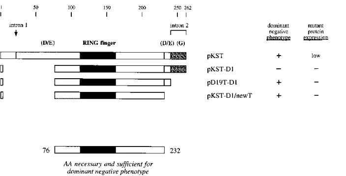 FIG. 4. Structures of amino-terminal and carboxy-terminal truncation mutants of the ICP0R-expressing plasmid pKST