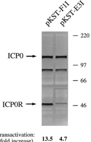 FIG. 6. Western blot analysis of ICP0R polypeptides expressed in transfectedVero cells