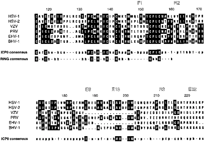 FIG. 8. Multiple alignment of RING ﬁnger motifs and adjacent downstream sequences in alphaherpesvirus ICP0 homologs