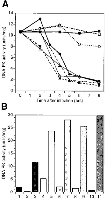 FIG. 4. Loss of DNA-PK activity and retention of Ku activity following in-fection with wild-type and mutant viruses