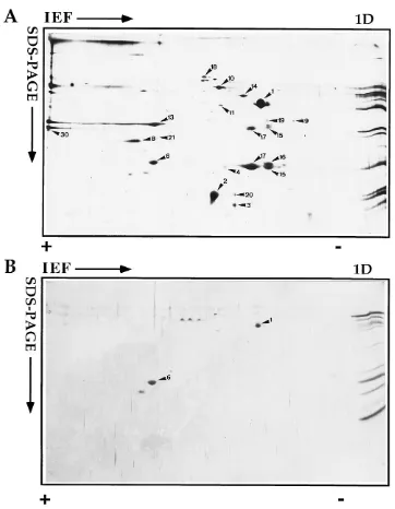 FIG. 2. 2D electrophoresis of the NP-40–DTT-soluble (A and C) and -insoluble (B and D) fractions