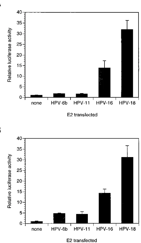 FIG. 1. Transcriptional activation by E2 proteins expressed from a CMVpromoter or an RSV promoter