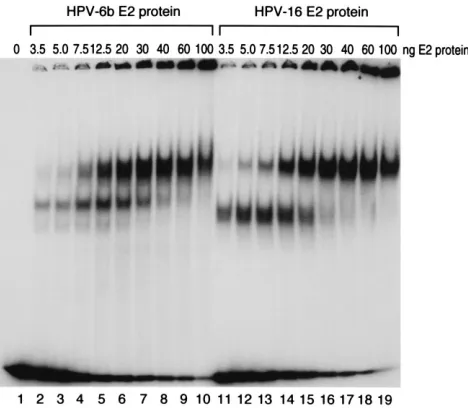 FIG. 5. Immunoblot analysis of steady-state levels of the BPV-1 E2 proteinafter transfection and comparison to transcriptional activation