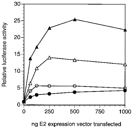 FIG. 7. Binding of the HPV-6b and HPV-16 E2 proteins to a probe contain-ing four E2 binding sites