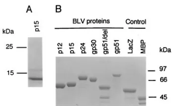 FIG. 1. Analysis of puriﬁed recombinant BLV proteins on an SDS–10%polyacrylamide gel stained with Coomassie blue