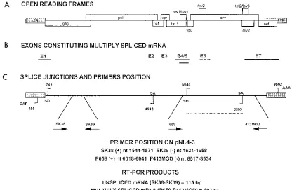 FIG. 1. HIV-1 sequences selected for analysis of virus transcription by cRT-PCR. (A) Organization of the HIV-1 genome (open boxes show locations of the openreading frames coding for HIV-1 proteins)