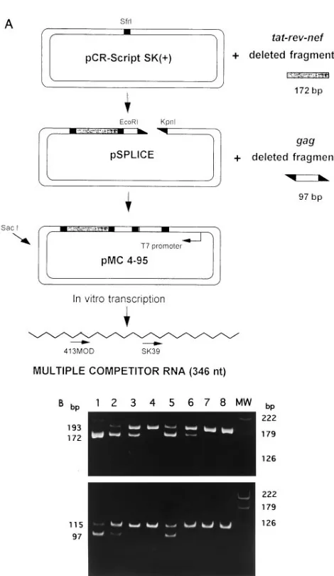 FIG. 2. (A) Cloning strategy for plasmid pMC and synthesis of competitorRNA. An MS fragment was internally deleted by RT-PCR mutagenesis (see
