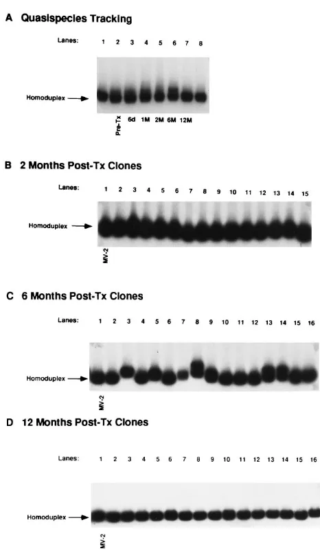 FIG. 2. Analysis of a simple HCV quasispecies over time in patient 2 (dis-eased). HVR sequences were ampliﬁed from sequential serum specimens ob-