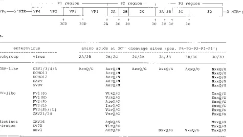 FIG. 1. (A) Schematic structure of the 7.5-kb single-stranded RNA genome of CBV3 containing protein VPg at 5�polyadenylate tract at the end of the 3particular cleavage site (indicated by an arrow) is shown below the polyprotein