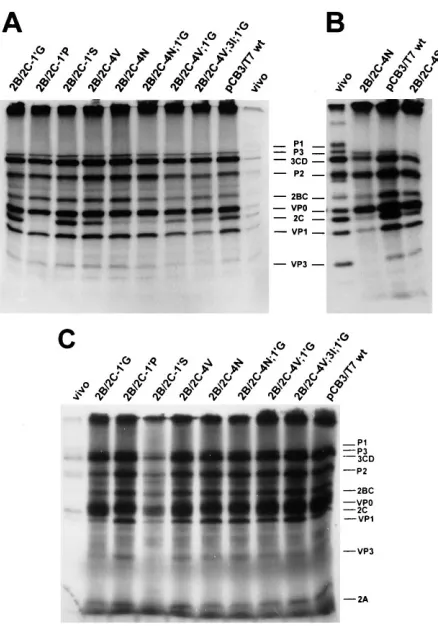 FIG. 2. Effects of 2B/2C cleavage site mutations on polyprotein processing invitro. In vitro translation reactions of RNA transcripts of the wild-type and