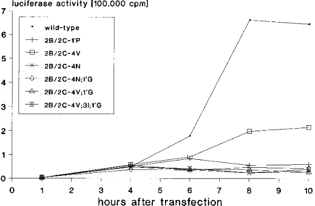 TABLE 1. Effects of mutations on 2B/2C cleavage efﬁciency,plaque size, and single-cycle virus yield