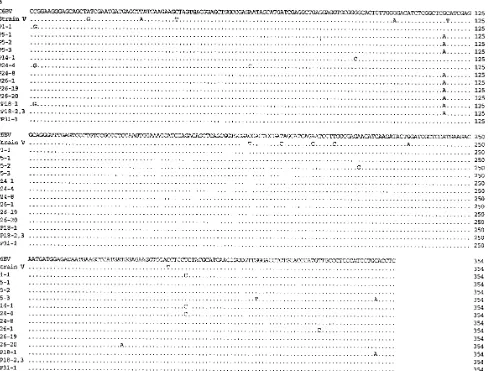 FIG. 4. Nucleotide sequence alignment of BDV p40 (A) and p24 (B) among C6BV (14), strain V (8), and cDNA clones derived from psychiatric patient PBMCs.Partial p40 and p24 sequences shown correspond to nucleotides 298 to 785 and 1462 to 1815, respectively, 