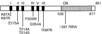 FIG. 1. Helicase motif and DNA-binding domain mutants of UL9 used inthis study. The black boxes represent six helicase motifs in the N-terminal region.