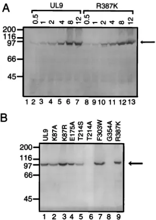 FIG. 4. Plaque reduction assay with plasmids expressing motif mutants con-taining an additional mutation in the DNA-binding domain of UL9 on viral