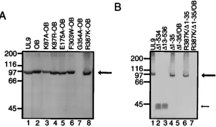 FIG. 6. Intracellular localization of wild-type and mutant versions of UL9.Vero cells were transfected with the VP16 plasmid alone (A and G) or cotrans-
