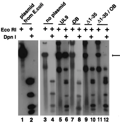 FIG. 8. In vivo transient replication complementation assay. The in vivocomplementation assay was performed as described in Materials and Methods.