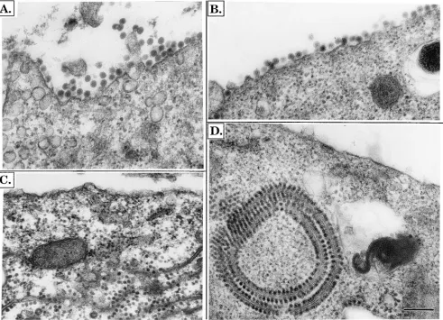 FIG. 9. Electron microscopy of cells infected by chimeric viruses. BHK cells were transfected with RNA as in Fig