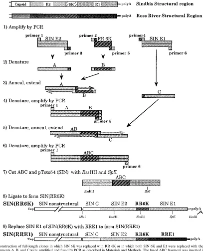 FIG. 1. Construction of full-length clones in which SIN 6K was replaced with RR 6K or in which both SIN 6K and E1 were replaced with the comparable RRproteins