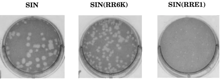 TABLE 1. Virus growth after RNA transfection