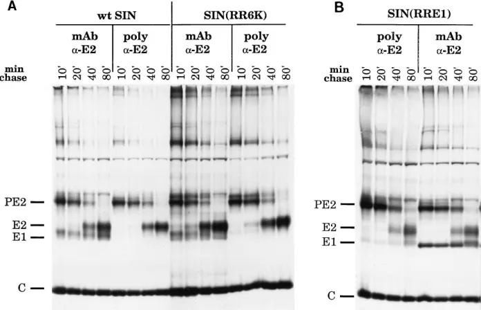 FIG. 5. Formation of PE2/E1 and E2/E1 heterodimers by chimeric viruses. BHK cells were transfected, pulse-labeled, chased, and lysed as in Fig