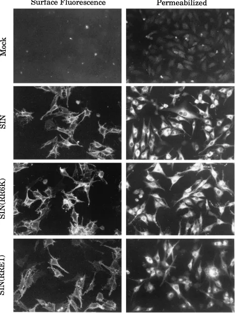 FIG. 7. Immunoﬂuorescence assay for the appearance of E2 at the cell surface. BHK cells were transfected by electroporation with RNA transcribed from pSIN,pSIN(RR6K), or pSIN(RRE1)