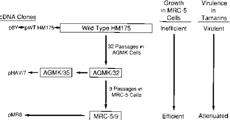 FIG. 1. Viruses and cDNA clones used in this study: virus passage historyand phenotypes