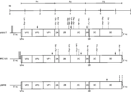 FIG. 2. Map of mutations which distinguish pHAV/7 from wild-type HM175 virus, MRC-5/9 virus from pHAV/7, and pMR8 from MRC-5/9 virus