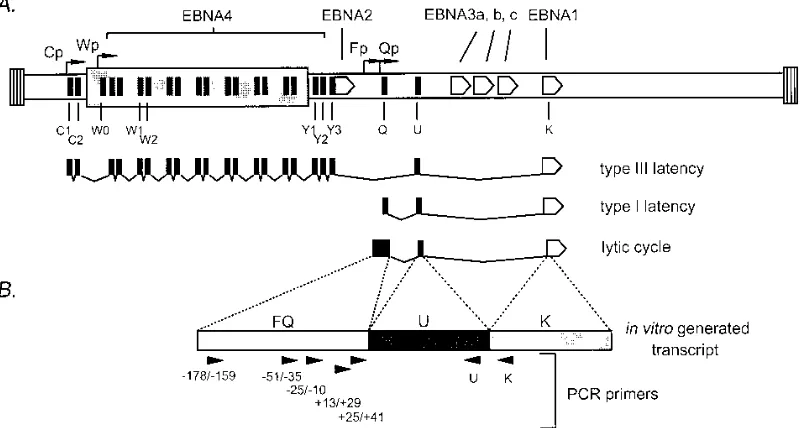 TABLE 1. Oligonucleotides used for cDNA synthesis and PCR ampliﬁcation