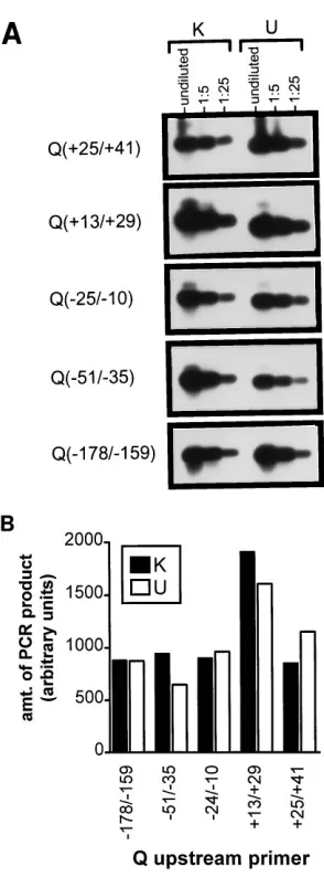 FIG. 2. (A) Relative efﬁciencies of ampliﬁcation of cDNA, synthesized withRNA prepared from the DG75 EBV-negative BL cell line spiked with the in