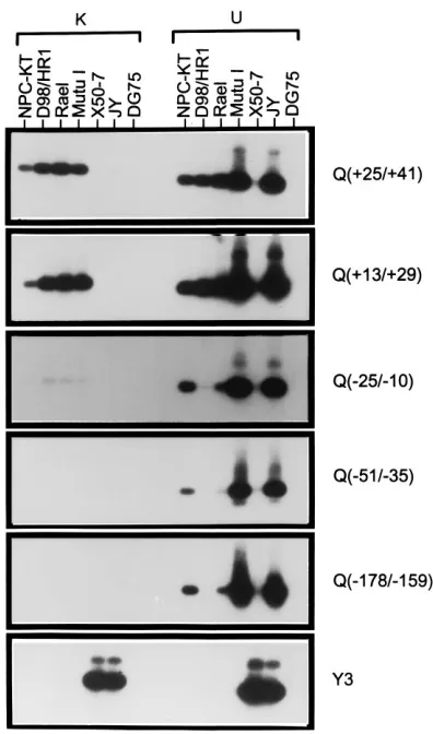 FIG. 3. RT-PCR ampliﬁcation of EBNA1-coding-exon- and U-exon-contain-ing transcripts. cDNAs were prepared as described in the text from total RNAs