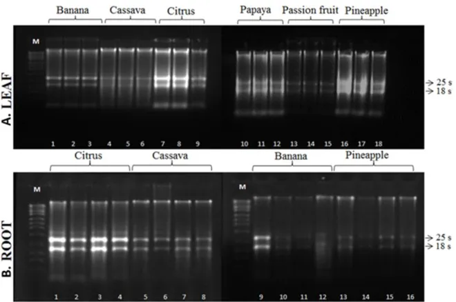Figure 3.  Eletrophoretic profile of RNA (200 ng.µL-1 ) extracted from A) leaves of the six plant species: Banana, cassava, citrus, papaya, passion fruit and pineapple and B) RNA extracted from roots of citrus, cassava, banana and pineapple using the bench