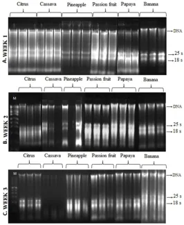 Figure 6.  Electrophoretic profile of RNA (5 µL) extracted from leaves of six plant species (citrus, cassava, pineapple, passion fruit, papaya and banana) using the bench drill protocol without DNase treatment