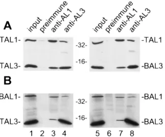 FIG. 4. TAL1 and TAL3 interact. Protein extract from baculovirus-infectedcells was immunoprecipitated with anti-AL1 or anti-AL3 polyclonal serum