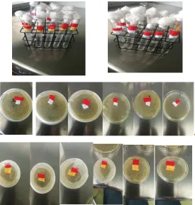 Fig. 1. Serial dilution and bacteria culture