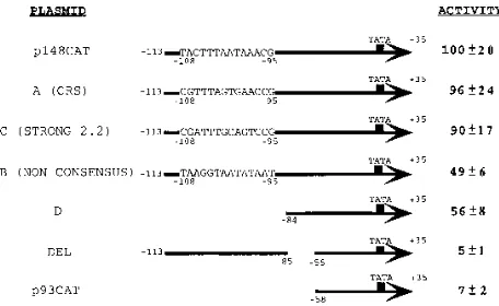 FIG. 1. Schematic representation of the early 2.2-kb RNA promoter muta-tion plasmids and their observed CAT activities following cotransfection with