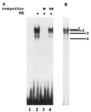 FIG. 2. Schematic representation of the early 2.2-kb RNA promoter mutantplasmids and their observed CAT activities following cotransfection with