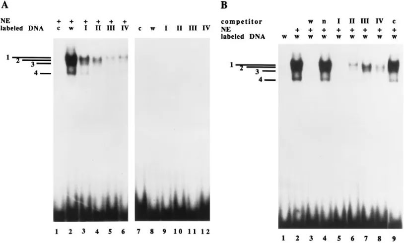 FIG. 4. Gel shift analysis of U373-MG nuclear extracts binding to wild-type or mutant sequences encompassing nt �(w)