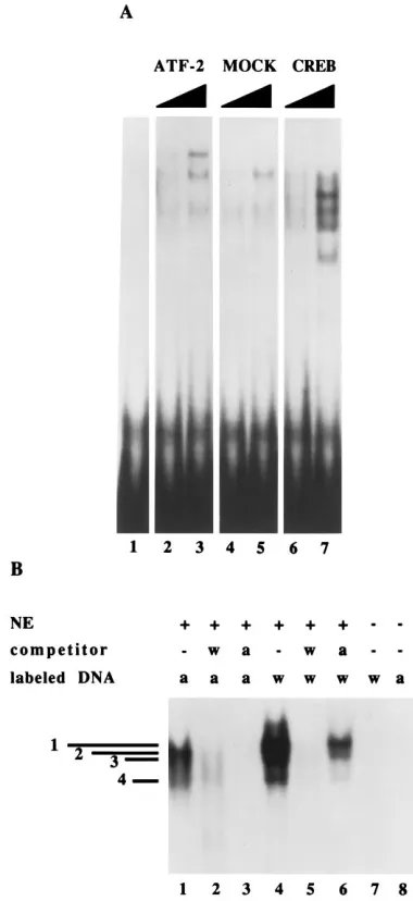 FIG. 5. Gel shift analysis of in vitro-translated proteins binding to the wild-type promoter and of permissive cell nuclear extracts binding to either the