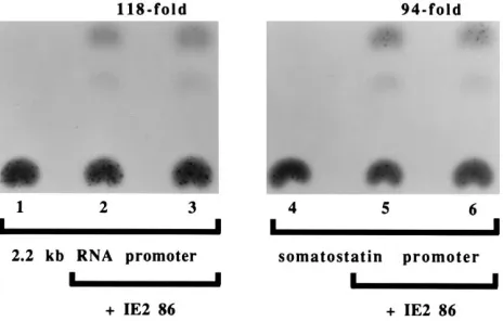 FIG. 7. Activation of the somatostatin promoter by IE2 86. Duplicate ﬂasksof permissive U373-MG cells were cotransfected by the DEAE-dextran method,