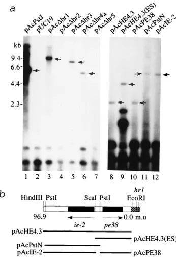 FIG. 1. Infection-dependent transient replication of plasmids containing hrsequence deletions