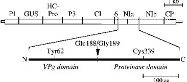 FIG. 1. Diagrammatic representation of the TEV genome and NIa. Thegenome map of coding (thick box) and noncoding (thin boxes) sequences is