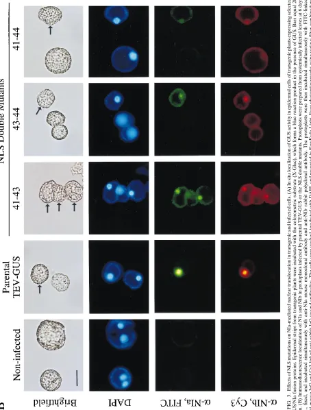 FIG. 3. Effects of NLS mutations on NIa-mediated nuclear translocation in transgenic and infected cells