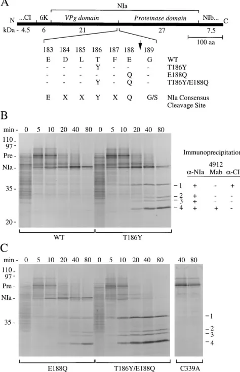 FIG. 5. Effect of the NIa internal cleavage site mutations on TEV-GUSampliﬁcation in protoplasts