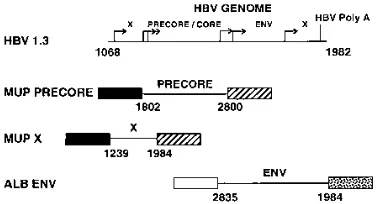 FIG. 1. Schematic representation of the HBV-derived constructs used for thegeneration of the transgenic mice described in this study