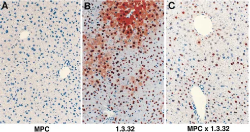 FIG. 4. A 22-kDa precore protein is present in the livers of lineage MPCmice. (A) Water-soluble cytosolic proteins from nontransgenic (NT) mouse liver
